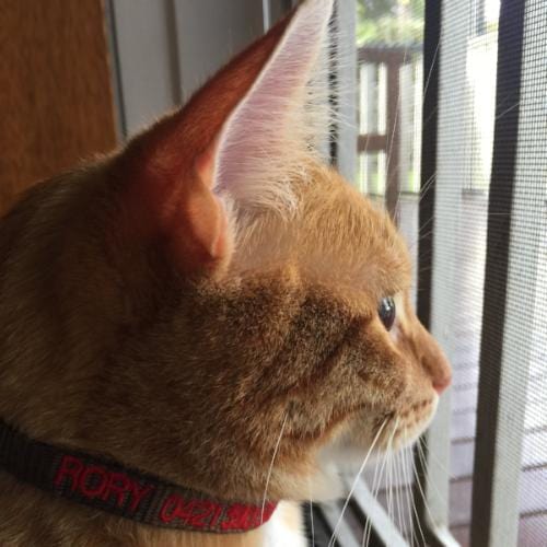 Cat Collars - Identification Collar - Australian Made