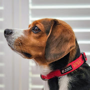 Aqua Dog (Ocean Safe) ID Collar - Australian Made