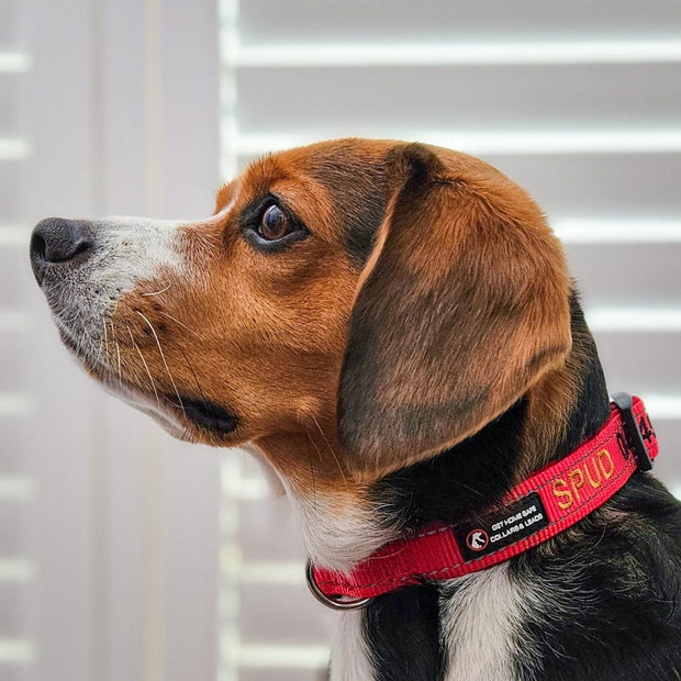 Aqua Dog (Ocean Safe) ID Collar - Australian Made