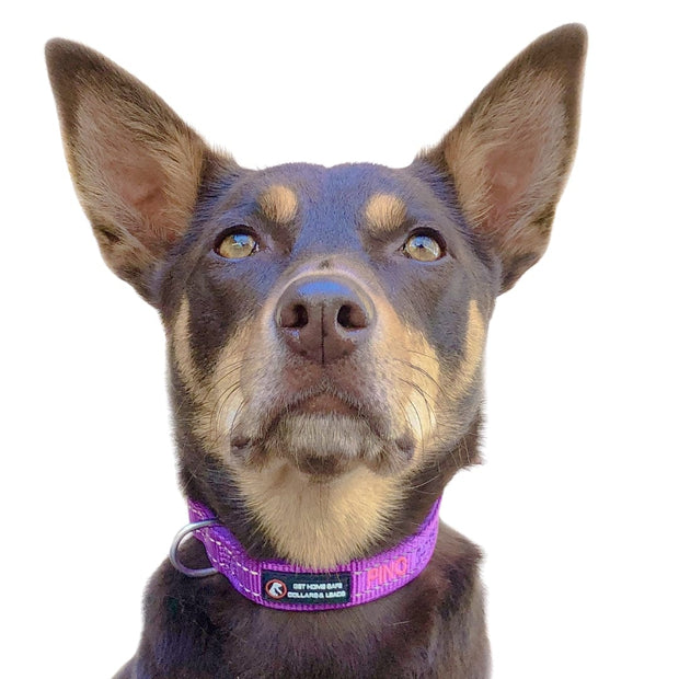 Aqua Dog (Ocean Safe) ID Collar - Australian Made