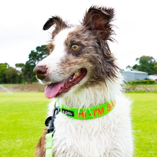 Aqua Dog (Ocean Safe) ID Collar - Australian Made