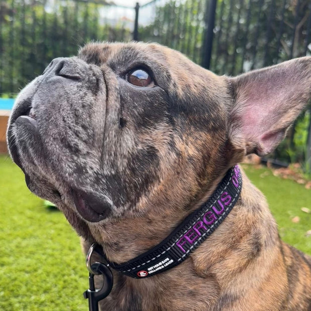 Aqua Dog (Ocean Safe) ID Collar - Australian Made