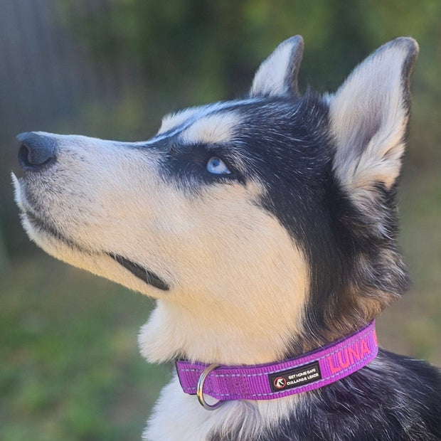 Aqua Dog (Ocean Safe) ID Collar - Australian Made