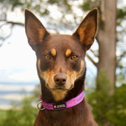 Aqua Dog (Ocean Safe) ID Collar - Australian Made