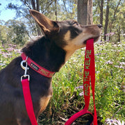 Aqua Dog (Ocean Safe) ID Collar - Australian Made