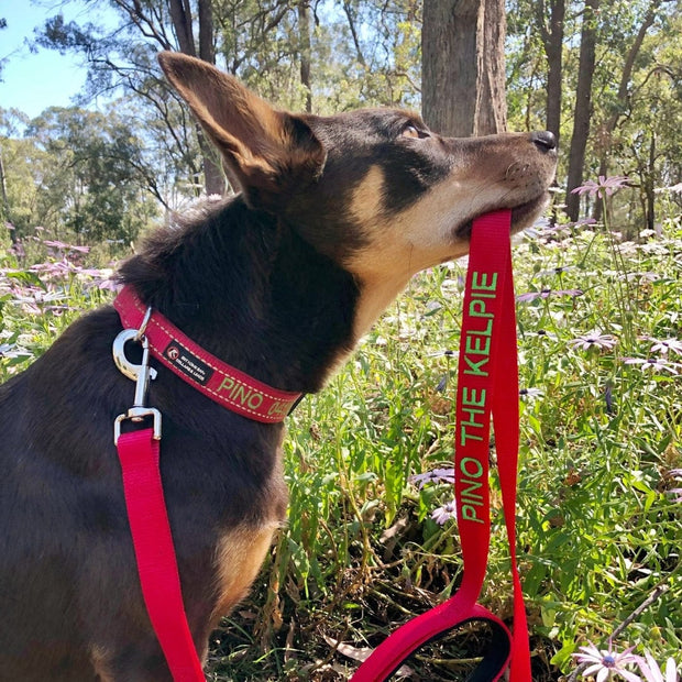Aqua Dog (Ocean Safe) ID Collar - Australian Made