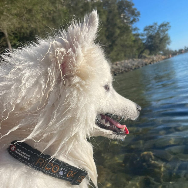 Aqua Dog (Ocean Safe) ID Collar - Australian Made