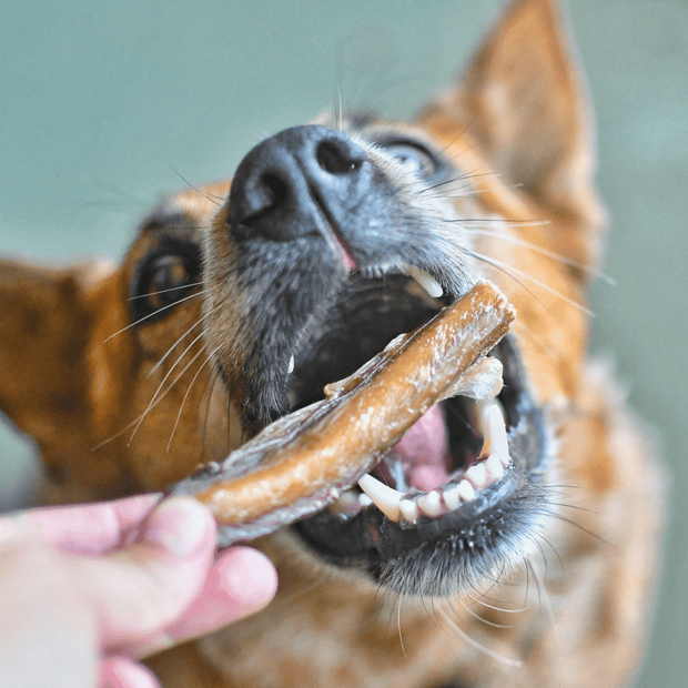 Beef Bully Bites – Aussie Made Zinc & Iron Chew Treats