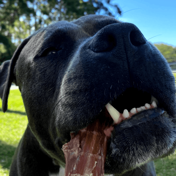 Beef Bully Bites – Aussie Made Zinc & Iron Chew Treats