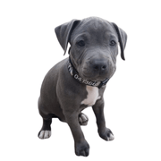 Camouflage Dog ID Collar - Australian Made