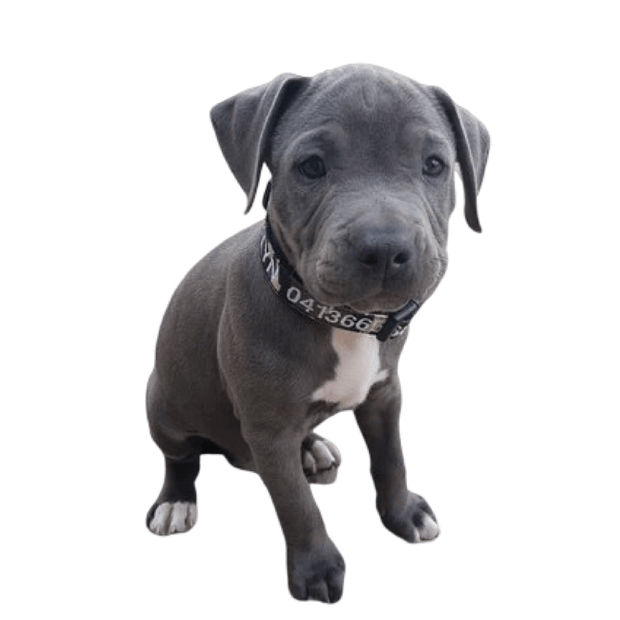 Camouflage Dog ID Collar - Australian Made