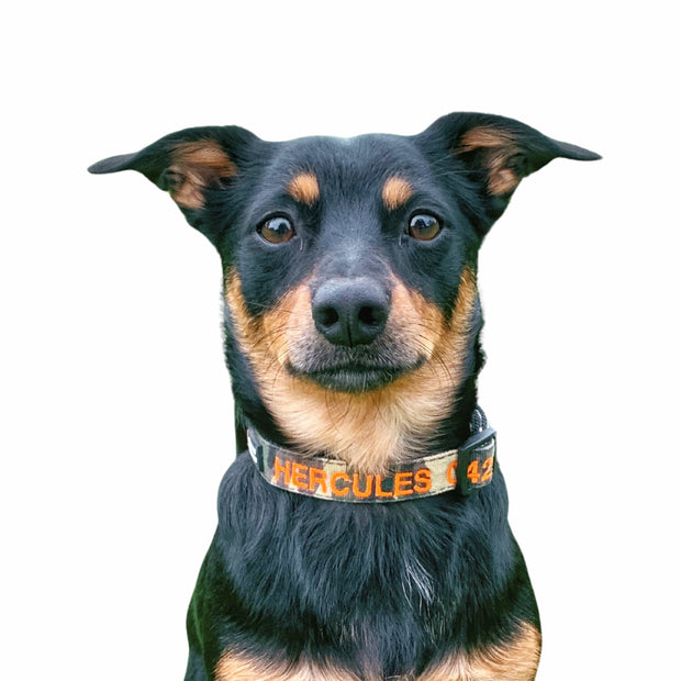 Camouflage Dog ID Collar - Australian Made