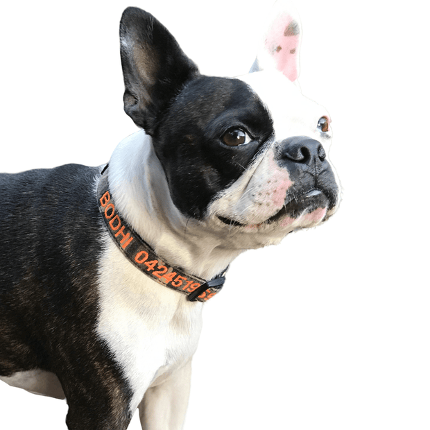 Camouflage Dog ID Collar - Australian Made