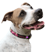 Camouflage Dog ID Collar - Australian Made