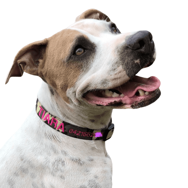 Camouflage Dog ID Collar - Australian Made
