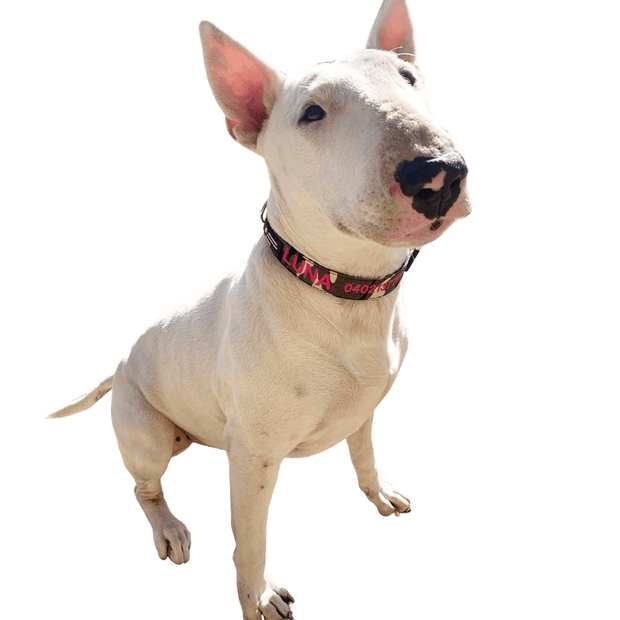 Camouflage Dog ID Collar - Australian Made