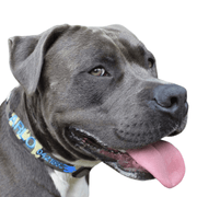 Camouflage Dog ID Collar - Australian Made