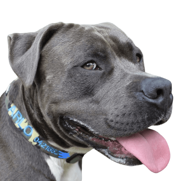 Camouflage Dog ID Collar - Australian Made
