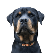 Camouflage Dog ID Collar - Australian Made
