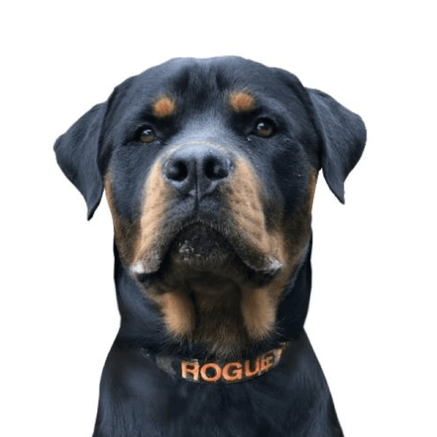 Camouflage Dog ID Collar - Australian Made