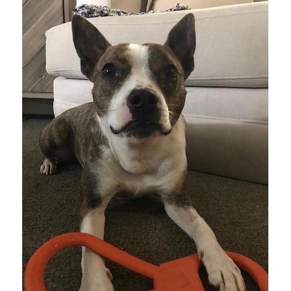 Can Opener Tug Toy