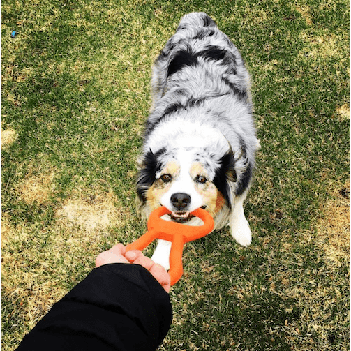 Can Opener Tug Toy