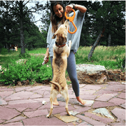 Can Opener Tug Toy