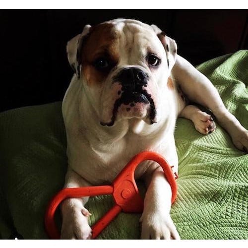 Can Opener Tug Toy