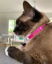Cat Collars - Identification Collar - Australian Made