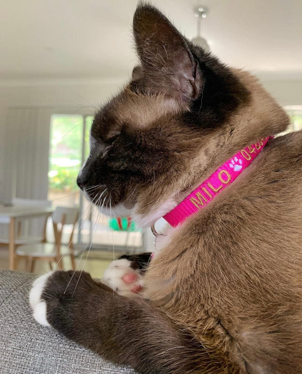 Cat Collars - Identification Collar - Australian Made