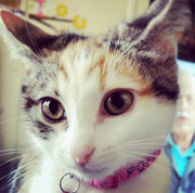 Cat Collars - Identification Collar - Australian Made
