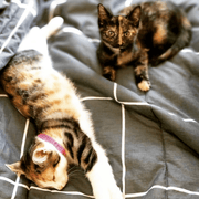 Cat Collars - Identification Collar - Australian Made