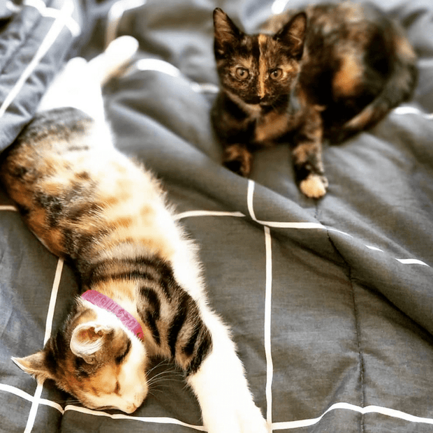Cat Collars - Identification Collar - Australian Made