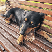 Beef Jerky Dog Treats – Aussie Made, Zinc & Iron Rich
