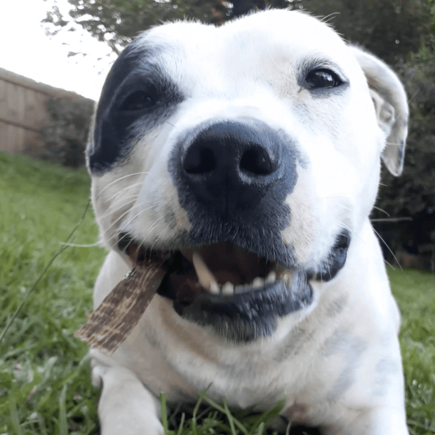 Beef Jerky Dog Treats – Aussie Made, Zinc & Iron Rich