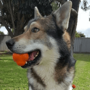Crazy Bounce (Power Chewers)