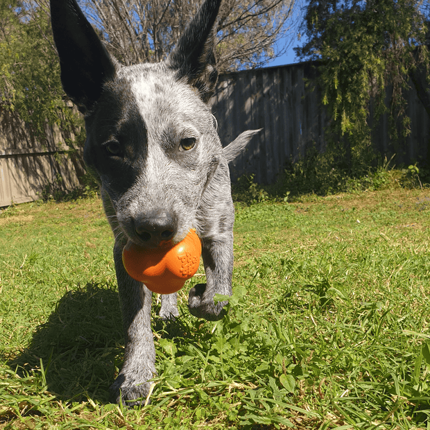 Crazy Bounce (Power Chewers)