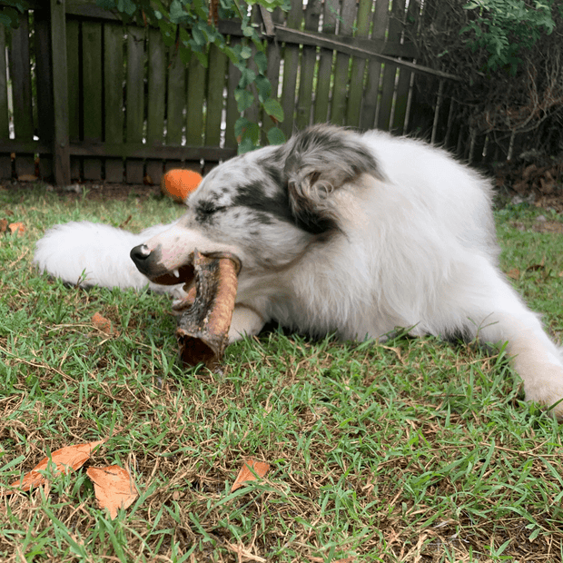 Cow Trachea Chew – Aussie High‑Collagen Dental Treat