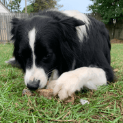 Cow Trachea Chew – Aussie High‑Collagen Dental Treat