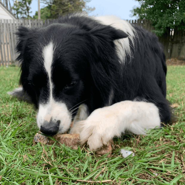 Cow Trachea Chew – Aussie High‑Collagen Dental Treat