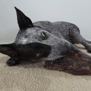 Kangaroo Tail Dog Chew – Aussie Made, Dental Treat