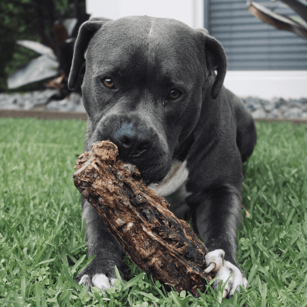 Kangaroo Tail Dog Chew – Aussie Made, Dental Treat
