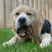 Kangaroo Tail Dog Chew – Aussie Made, Dental Treat
