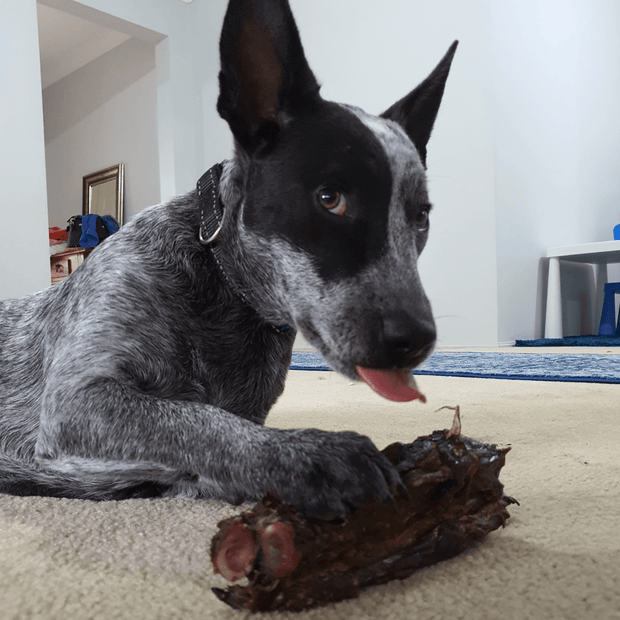 Kangaroo Tail Dog Chew – Aussie Made, Dental Treat