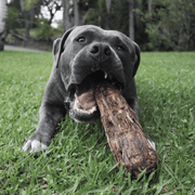 Kangaroo Tail Dog Chew – Aussie Made, Dental Treat