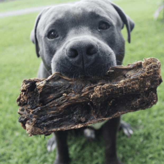 Kangaroo Tail Dog Chew – Aussie Made, Dental Treat