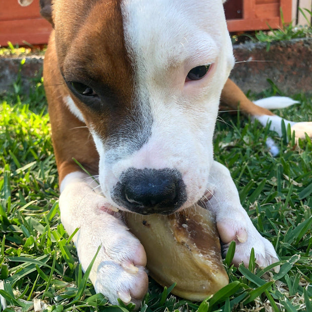 Cow Hooves Chew – Zero Fat Dental Treat