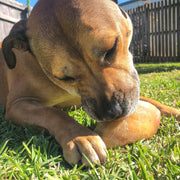 Cow Hooves Chew – Zero Fat Dental Treat
