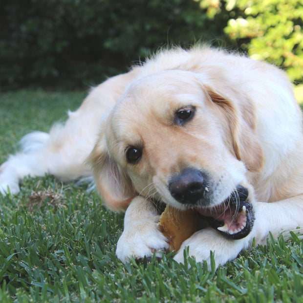 Cow Hooves Chew – Zero Fat Dental Treat
