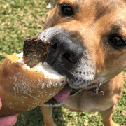 Cow Hooves Chew – Zero Fat Dental Treat